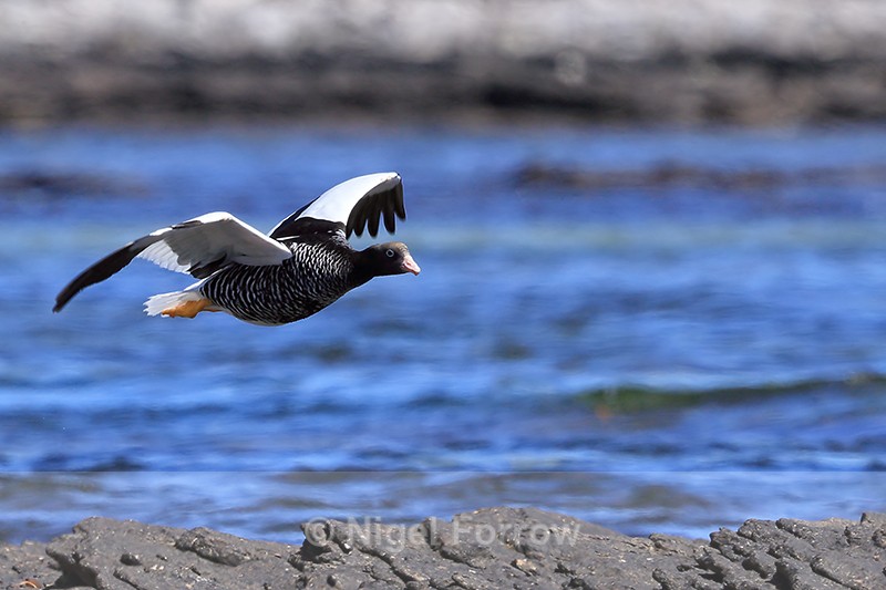 Kelp Goose (female) in flight, Carcass Island, Falklands - Kelp Goose