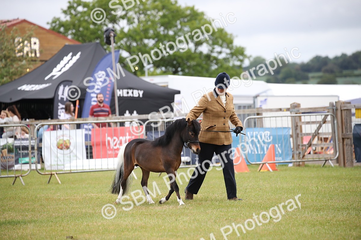 SBM_03722 - Class 23-25 - British Miniature Horse of the Year