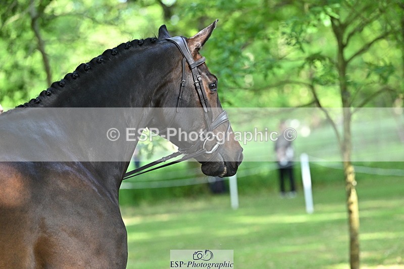 250521A-164945-01363 - C-264-Max.Warburton-EARL.DORADO