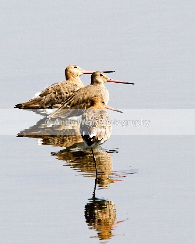 20100815_0199 - Black Tailed Godwit