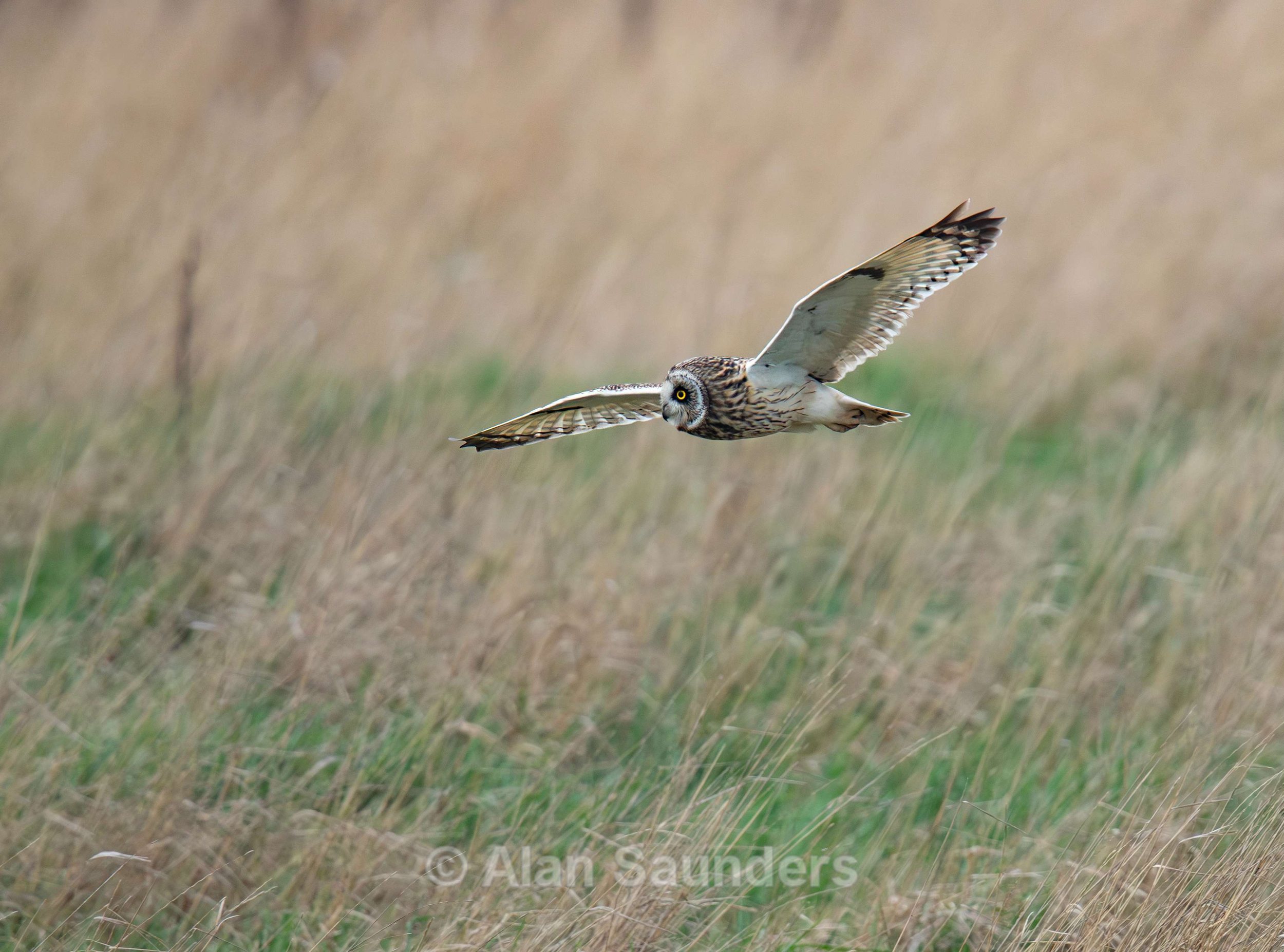 Short Eared Owl