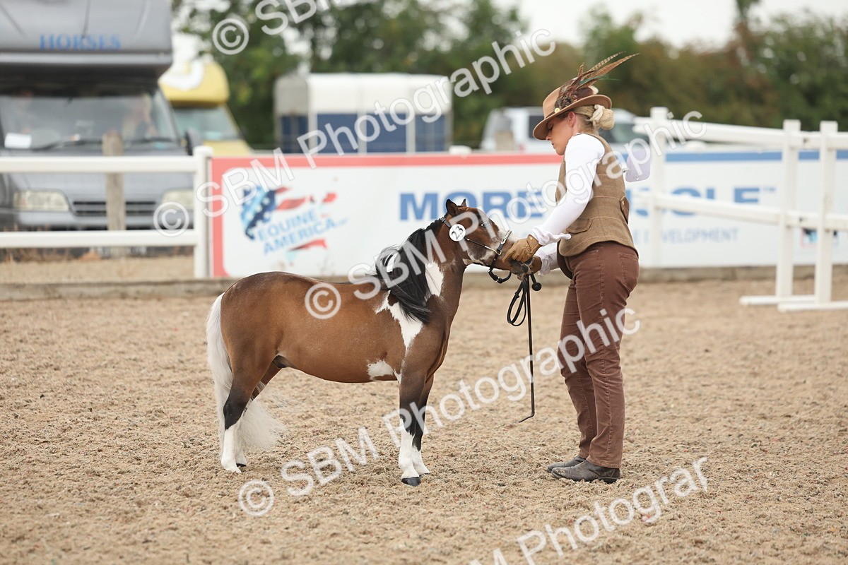 SBM_19413 - Class 317 - IH Pure Bred Horse-Pony