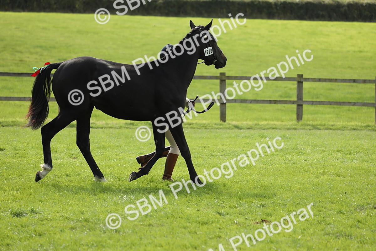 SBM_65608 - S48 - Show Pony & Show Hunter Pony In Hand