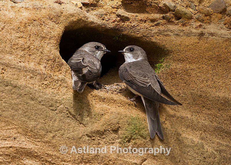Astland Photography, Bird and Wildlife Images, Susan and Peter Wilson, U.K.