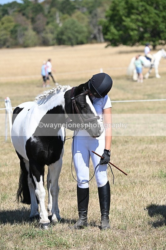 WJ6_8660 - Class 37b Best Loan Pony In-hand
