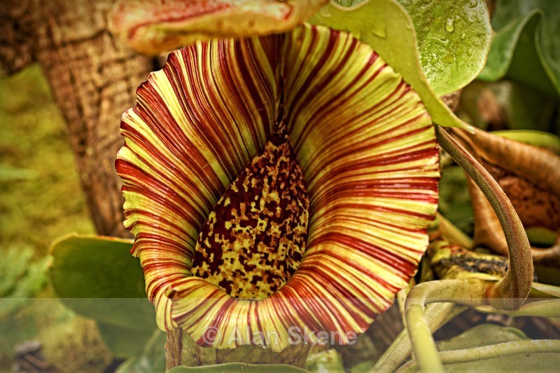 DSC04786 - Flora
