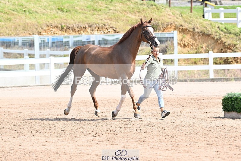 240717A-152702-02832 - Trot Up 3pm to 4pm