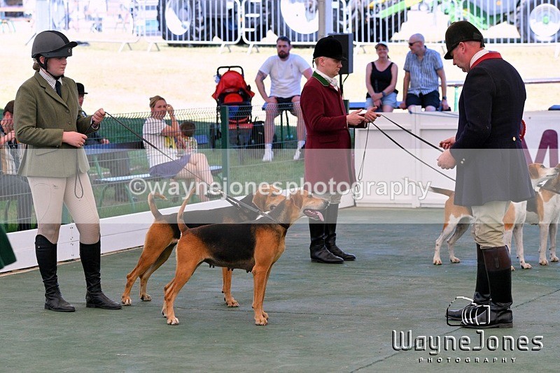 WJ5_1152 - Berks & Bucks at the Great Yorkshire Show 2025