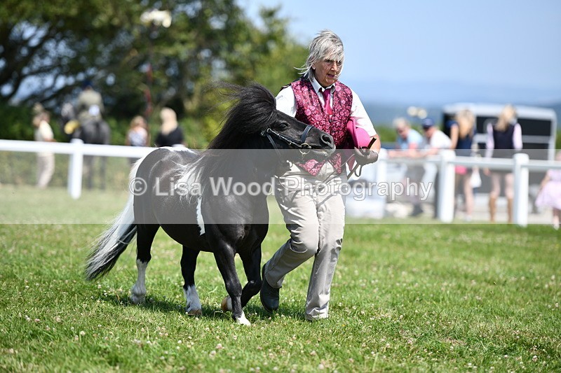 DSC_7727 - Class 64: Coloured Pony 4yrs & over