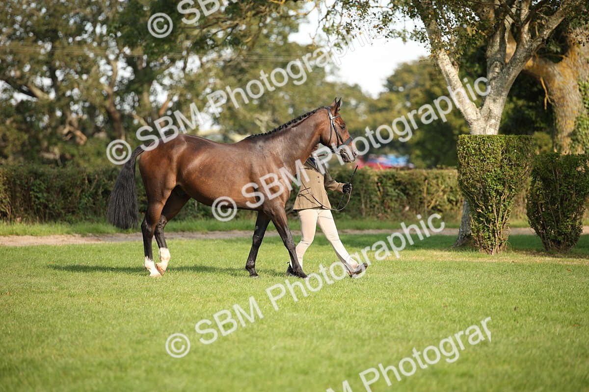 SBM_60055 - S53 - Hunter In Hand