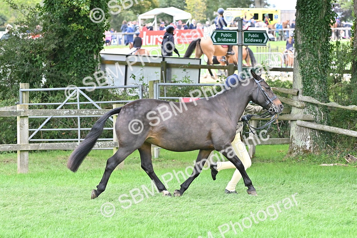 SBM_64932 - S50 - Show Pony & Show Hunter Pony In Hand