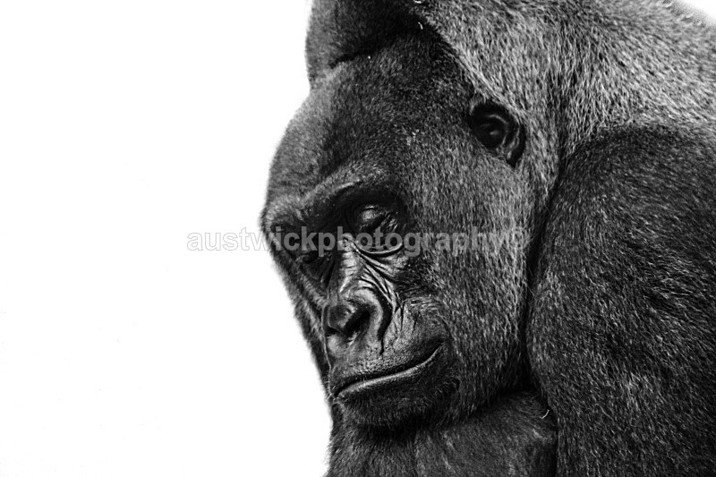 Sleeping Gorilla - Animals