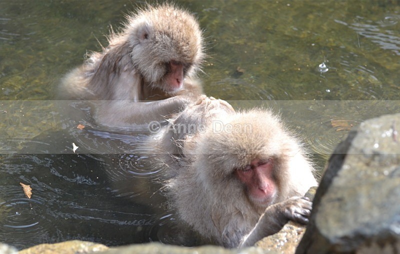 Social networks - Japanese wildlife - Snow Monkeys