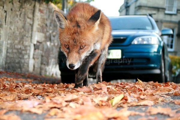  - Urban Foxes, Bristol, Great Britain