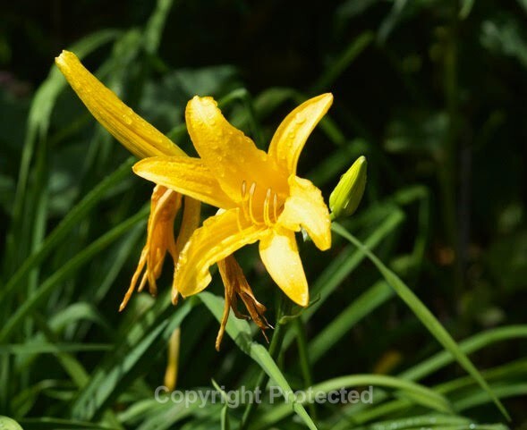 Cled Lewis - Flower - M11 - The Leica Fellowship Gallery
