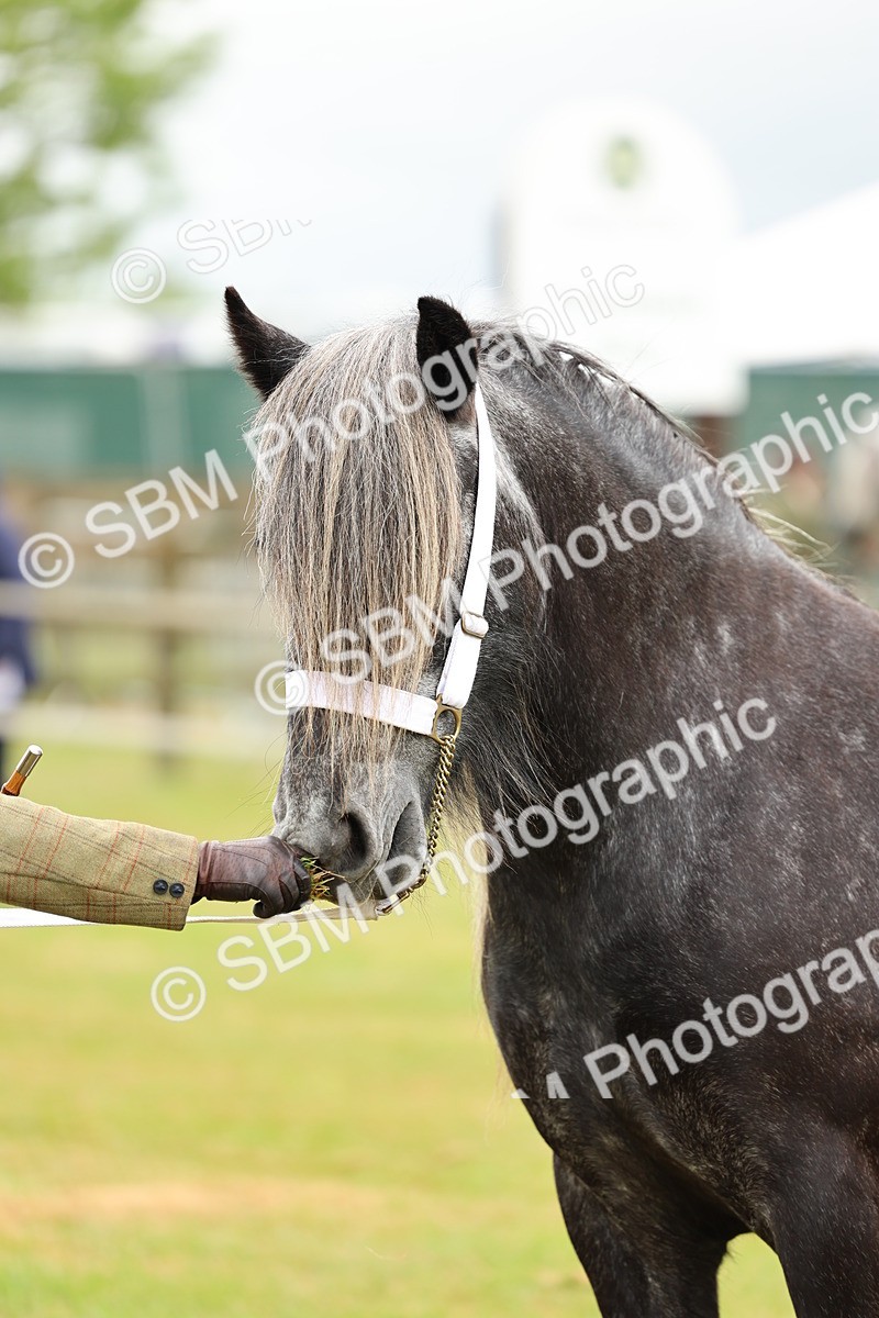 SBM_00420 - Class 58-67 - M&M Non Welsh Pony In hand