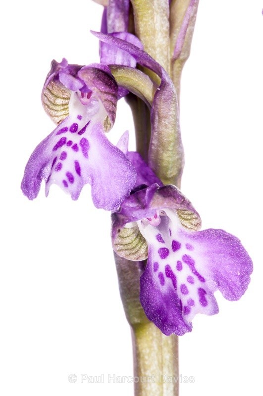  - WB: Orchids - Orchis