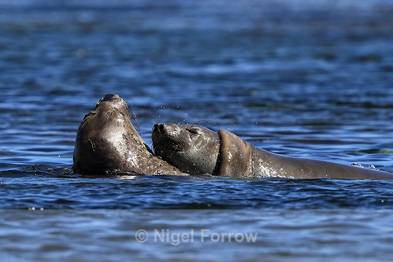 Elephant Seals wrestling in sea, Carcass Island, Falklands - Seal