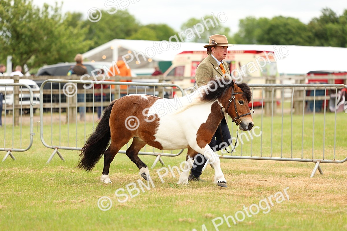 SBM_04351 - Class 64-67 - Shetland Pony In Hand