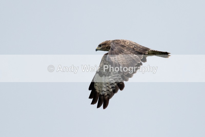 20160912-8E0A9087 - Raptors