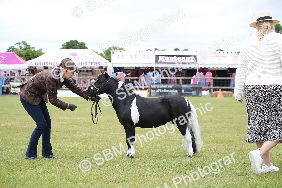 SBM_03780 - Class 23-25 - British Miniature Horse of the Year
