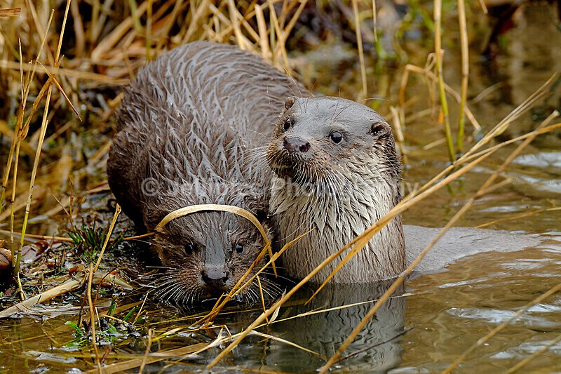  - Wildlife and Nature
