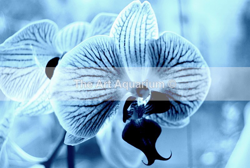 The Art Aquarium - Rachael Inchboard