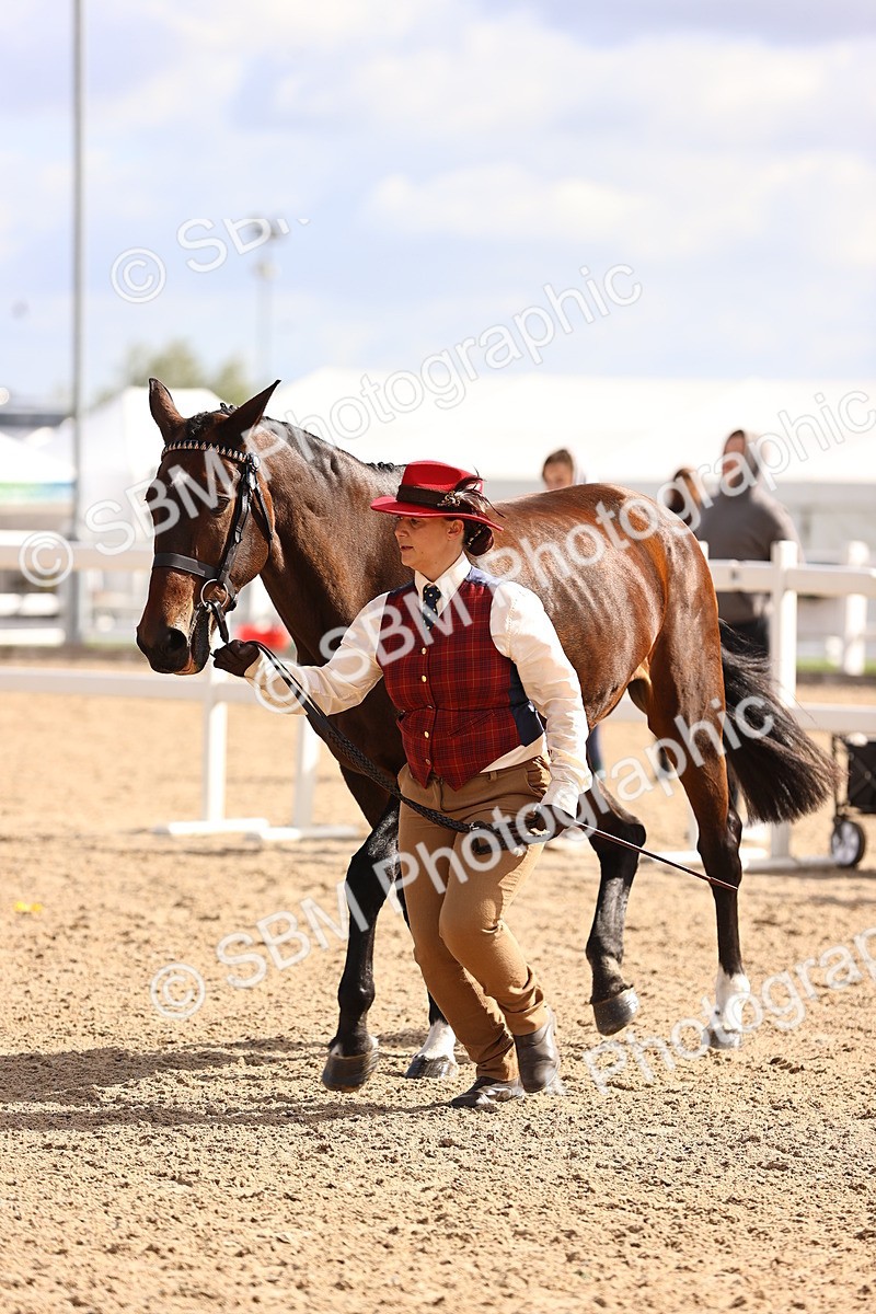 SBM_11535 - Class 407 - IH Hack-Riding Horse