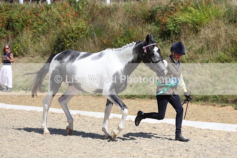 3E7A9858 - In Hand Championship