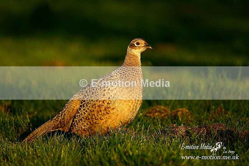 pheasant f 160406 - Nature