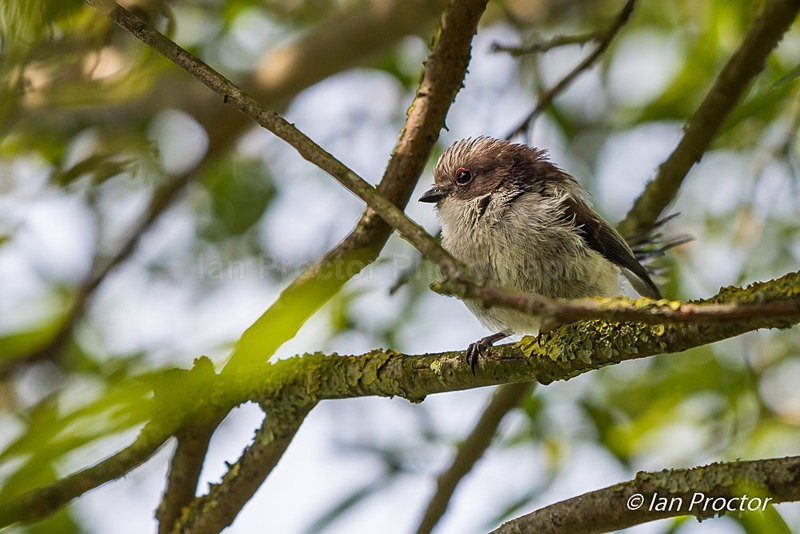 Juvenile Long Tailed Tit - Nature