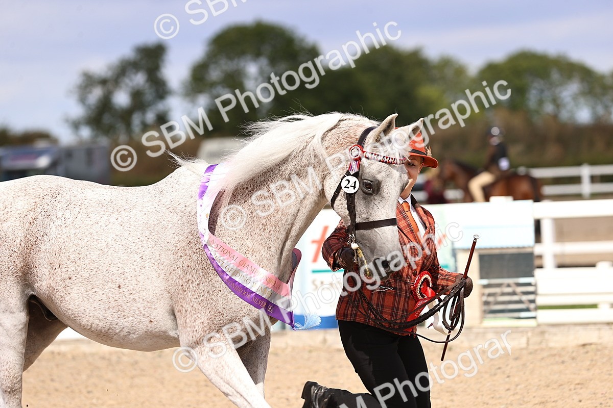 SBM_14424 - Class 412 - Handsomest Gelding (IH or Ridden)Adult