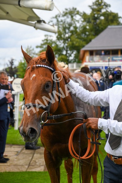250823-Race 3-Lake Forest-0518 - Race 3 3.00pm Al Basti Equiworld Dubai Gimcrack Stakes