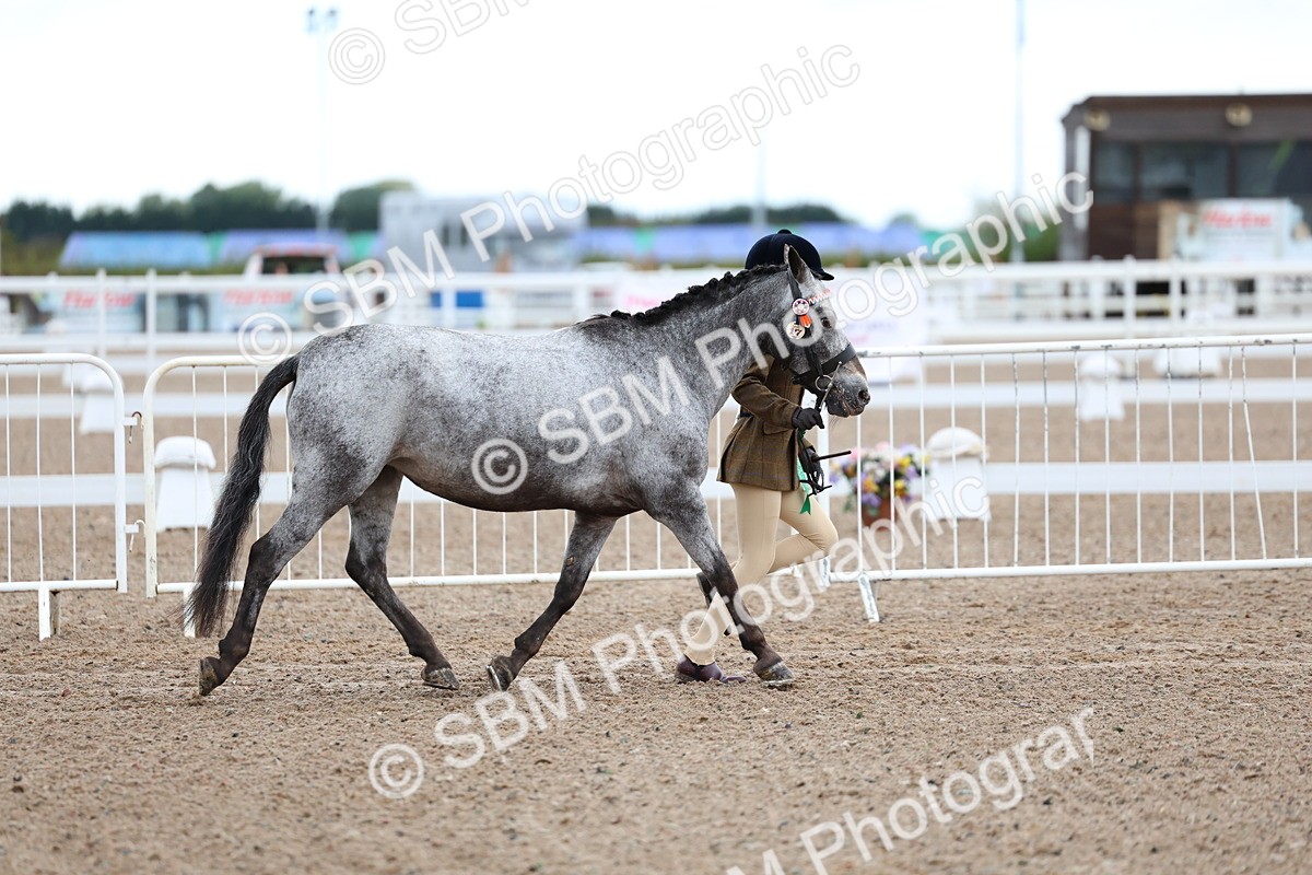SBM_00276 - Class 13 - Young Handler