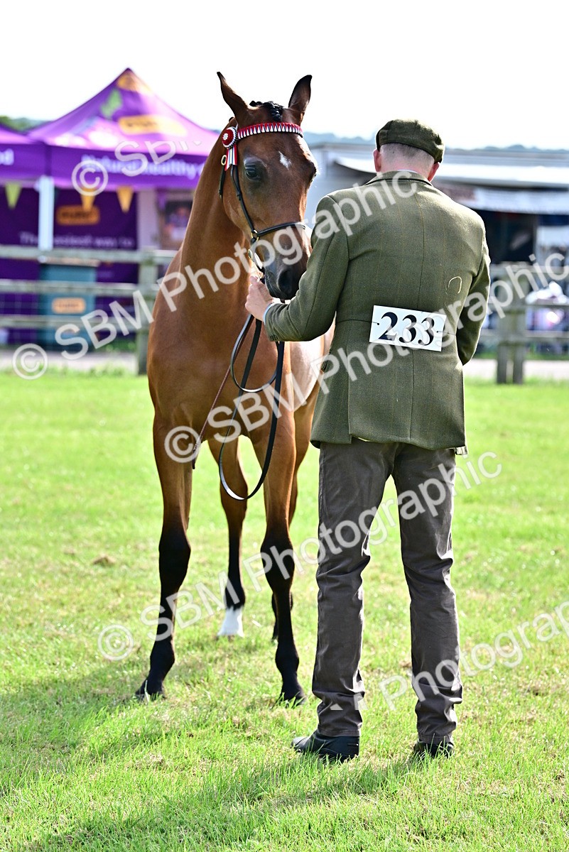 SBM_00102 - Class 46-49 - Arab and Part Bed-Anglo Arab In Hand