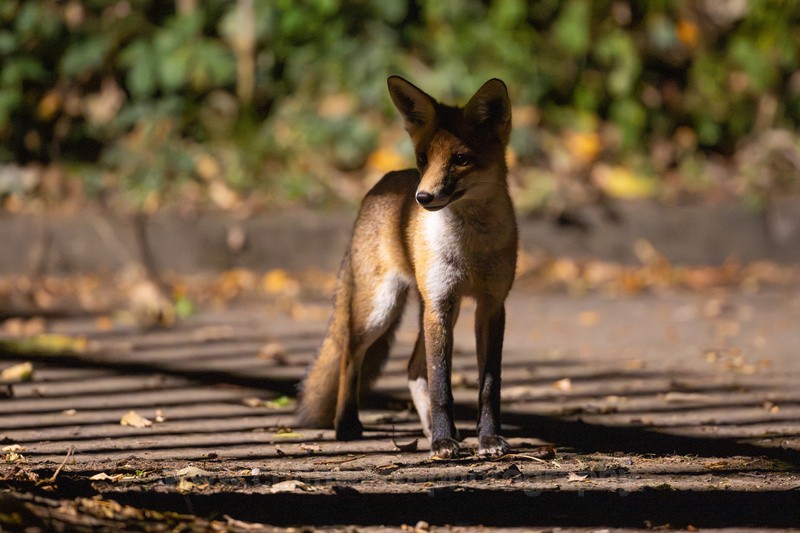 Young Fox at night - Latest images