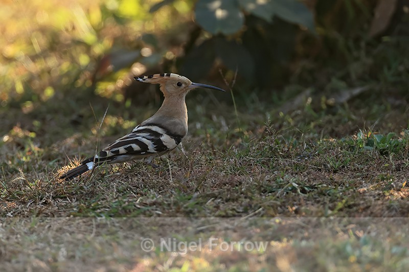 Eurasian Hoopoe, Bandhavgarh, Madhya Pradesh, India - Eurasian Hoopoe