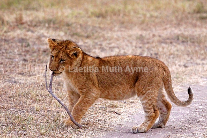 IMG_2088 Maasai Mara - Lions