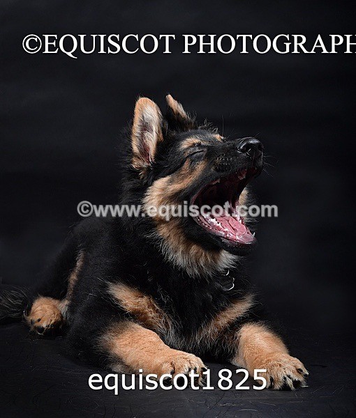 equiscot1825 - RONNIE