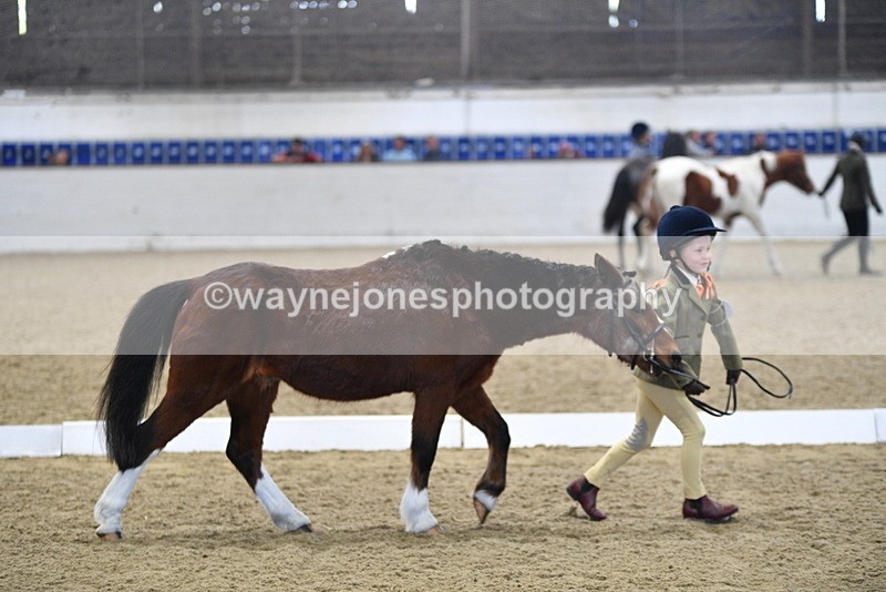 WJ5_3781 - Class 5 In Hand Veterans