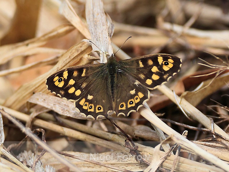 Speckled Wood on the Roman Road, Otmoor - INSECTS