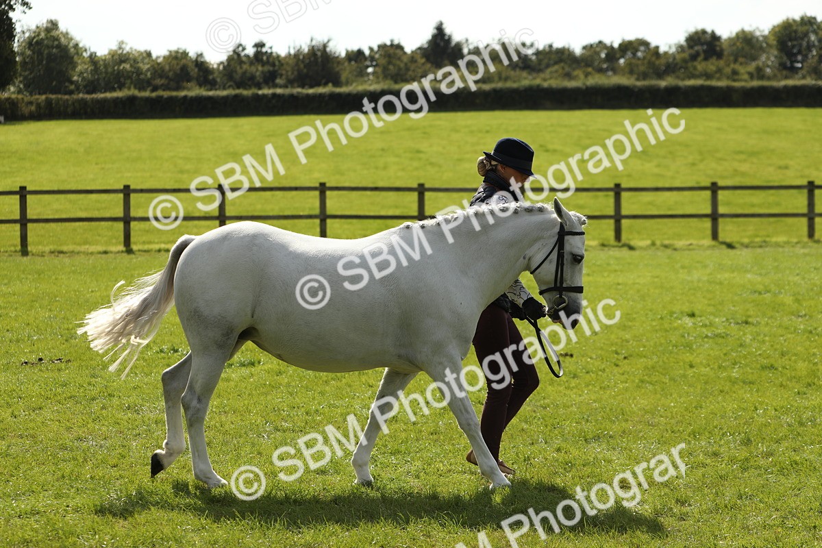 SBM_65595 - S48 - Show Pony & Show Hunter Pony In Hand