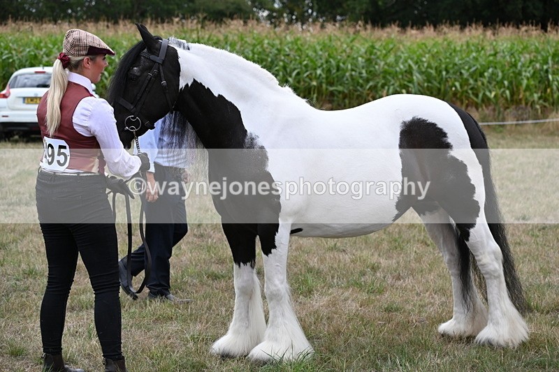 WJ6_5479 - Class 18 In-hand Coloured