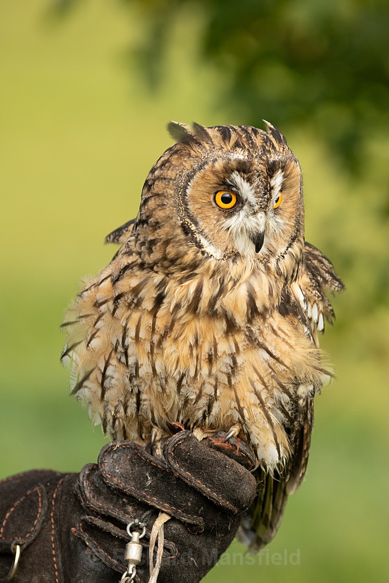 - West of England Falconry