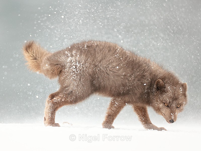Arctic Fox snow shake side view (frame 4), Hornstrandir, Iceland - Arctic Fox
