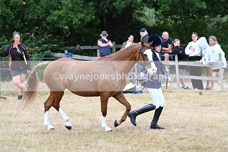 WJ7_8541 - Class 4 Prettiest Mare up to 14.2hh