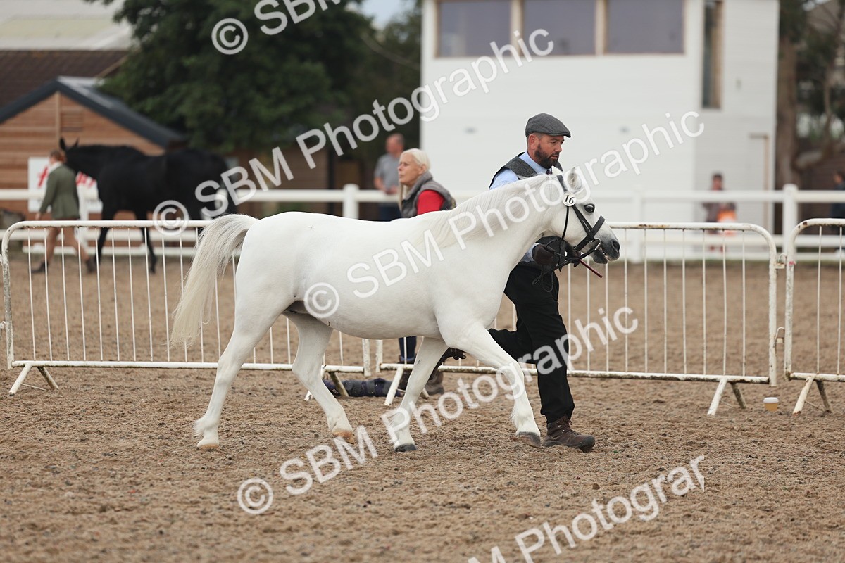 SBM_08453 - Class 29 - IH Veteran Pony