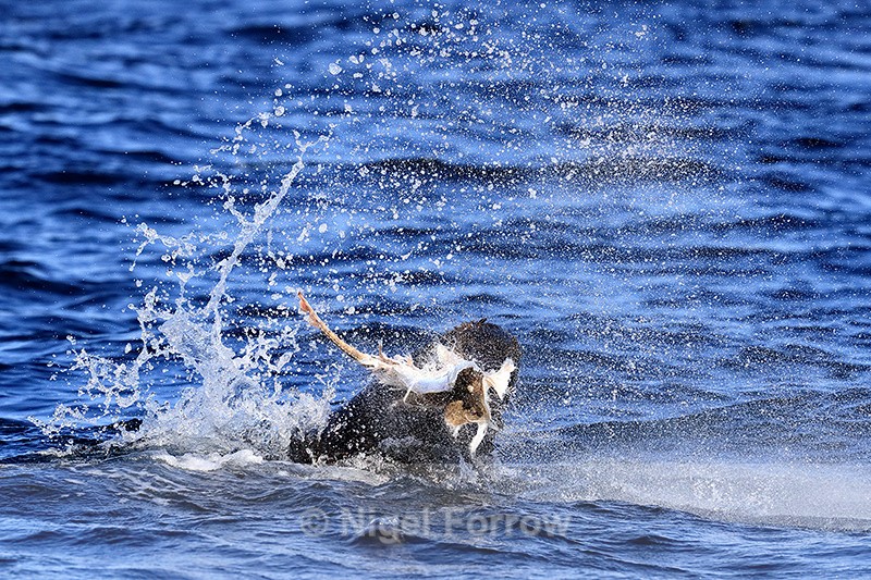 Cape Fur Seal attacking Ray, False Bay, South Africa - Seal