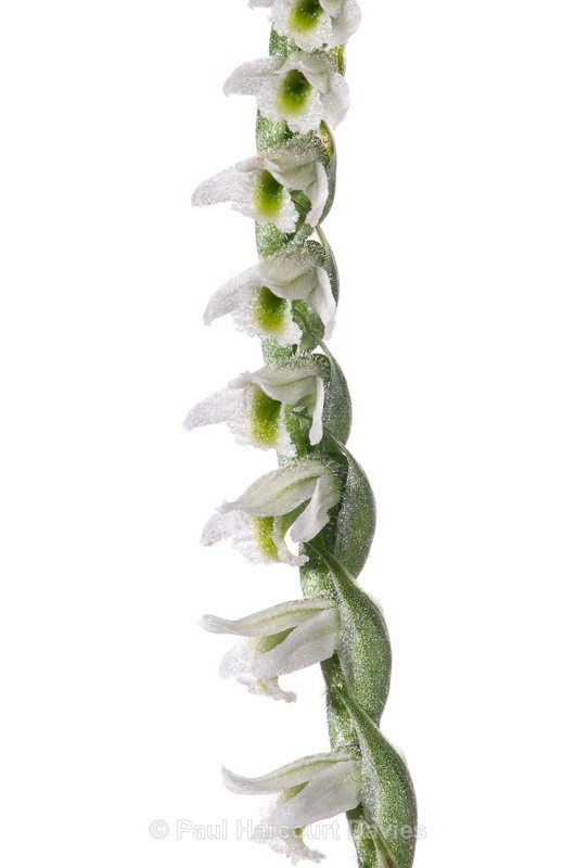  - WB: Orchids - Various