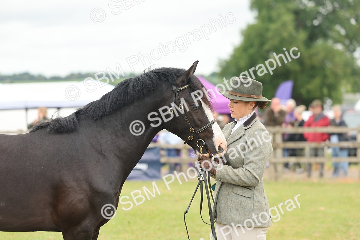 SBM_04819 - Class 50-57 - M&M Welsh Pony In Hand